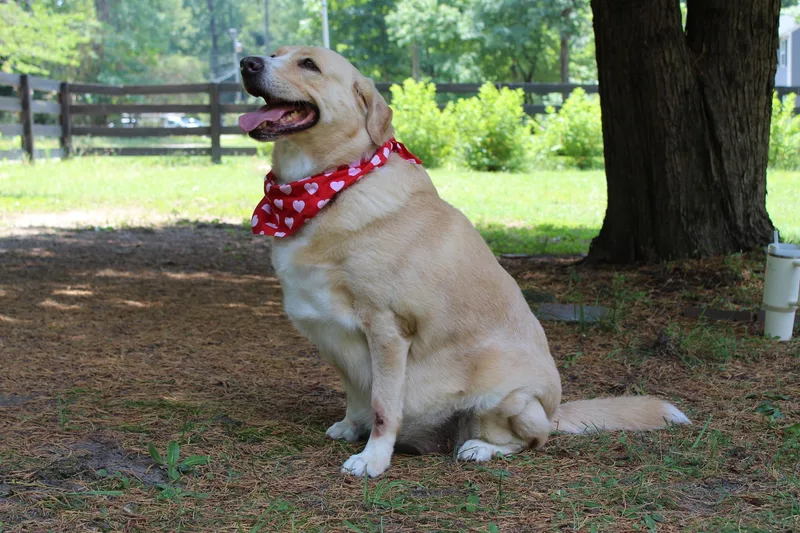An adult large-sized female Apricot / Beige Labrador Retriever dog named Tasha for adoption in Richmond, VA