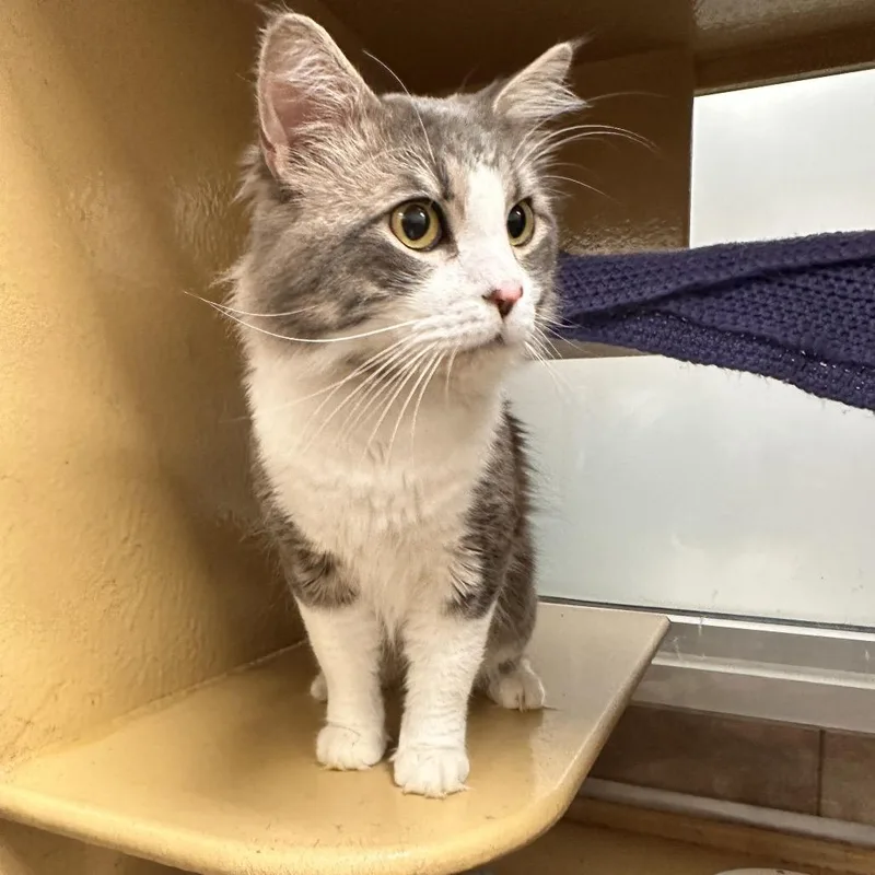An adult large-sized male Gray / Blue / Silver Domestic Medium Hair cat named Hero for adoption in Spokane, WA