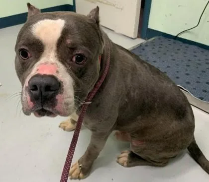 An adult medium-sized male Pit Bull Terrier dog named Dr.dre for adoption in Savannah, GA