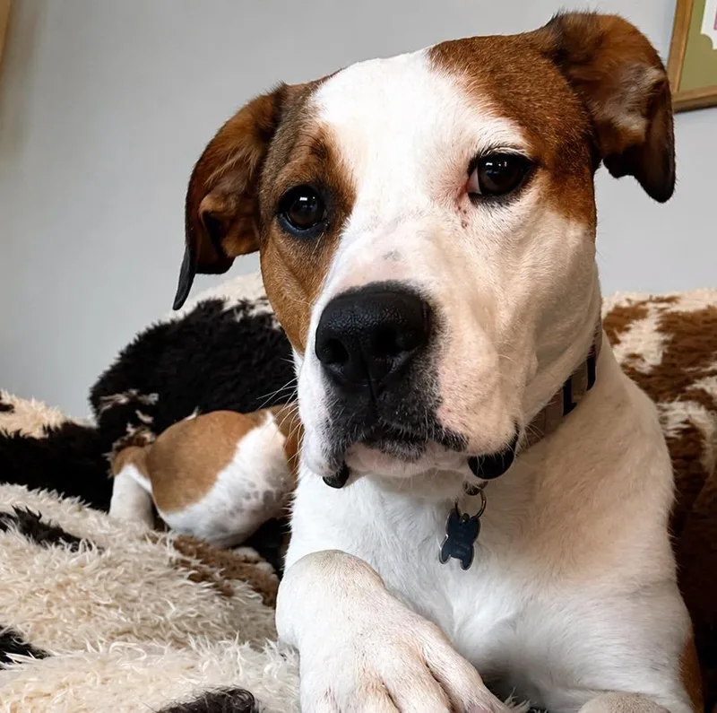 An adult medium-sized female American Foxhound dog named Aubrey for adoption in Wappingers Falls, NY