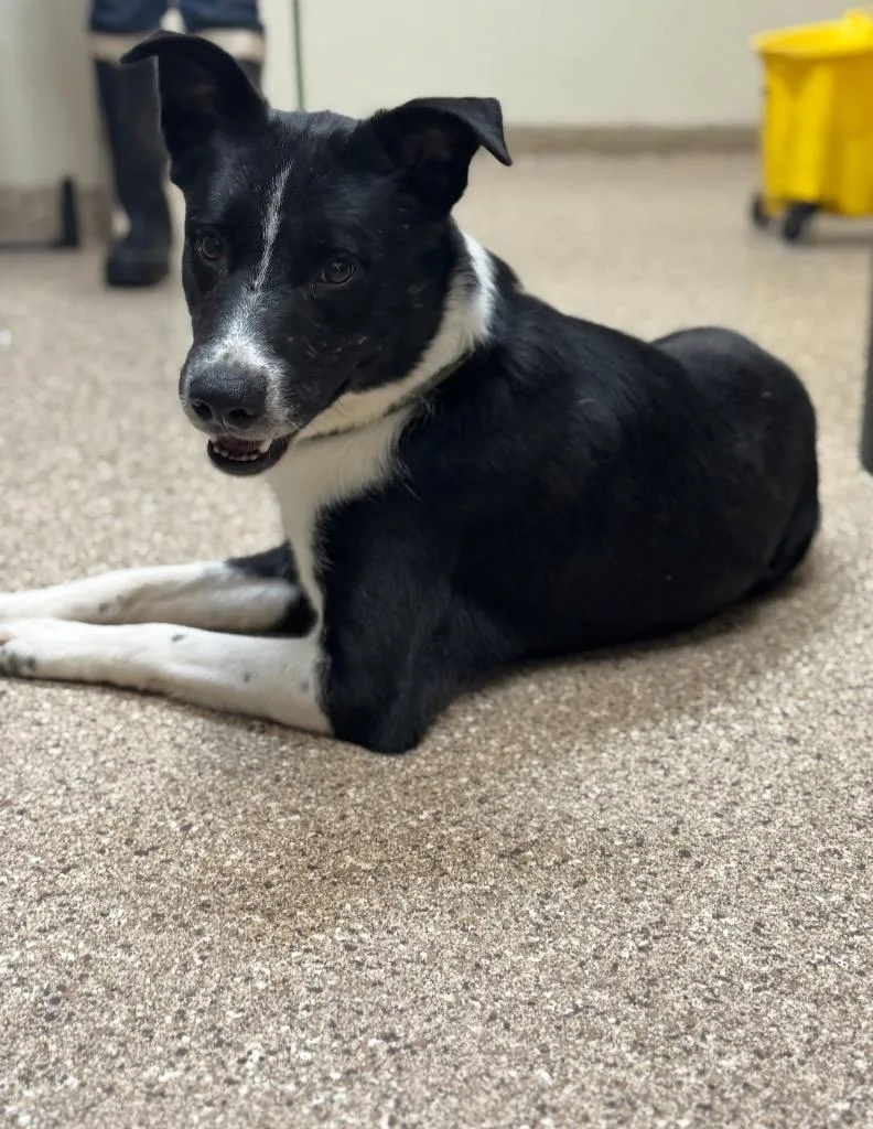 An adult medium-sized male Border Collie dog named Atlas for adoption in Great Bend, KS
