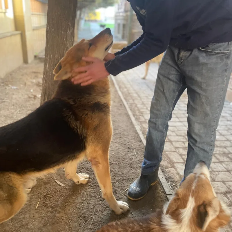 An adult large-sized male German Shepherd Dog dog named Pola for adoption in New York, NY