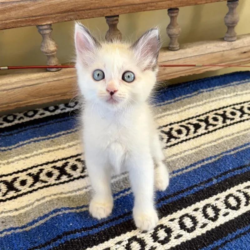 A baby small-sized female White Domestic Short Hair cat named Esme for adoption in Agoura Hills, CA
