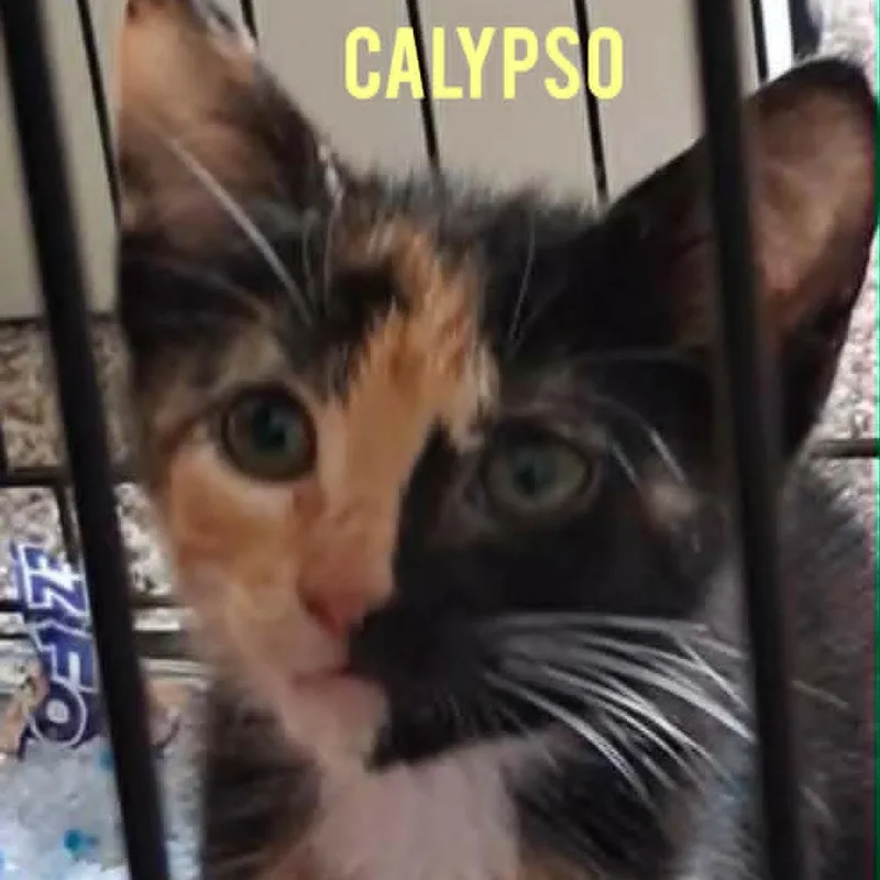Calypso