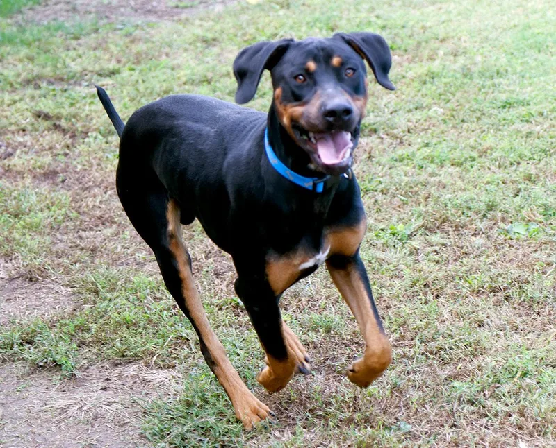 A young large-sized male Black Doberman Pinscher dog named Fenrick for adoption in Kansas City, KS