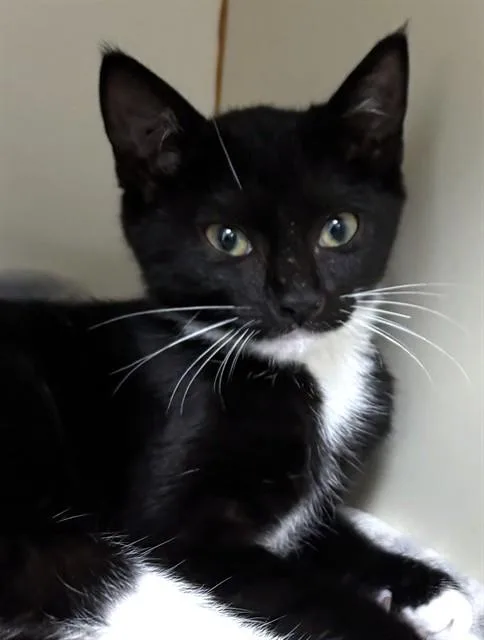 A baby medium-sized female Domestic Short Hair cat named Dodie for adoption in Boston, MA