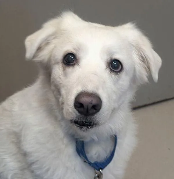 An adult large-sized female Golden Retriever dog named Ms. Molly for adoption in El Cajon, CA