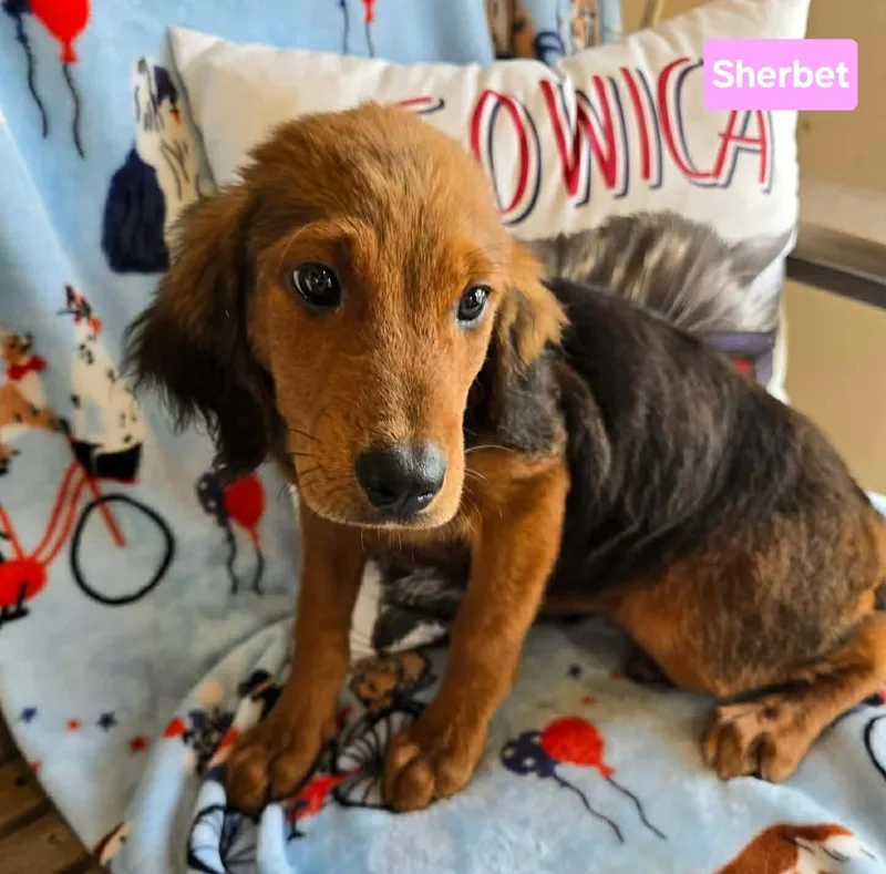 A baby medium-sized female Golden Bloodhound dog named Sherbet for adoption in St. Clairsville, OH