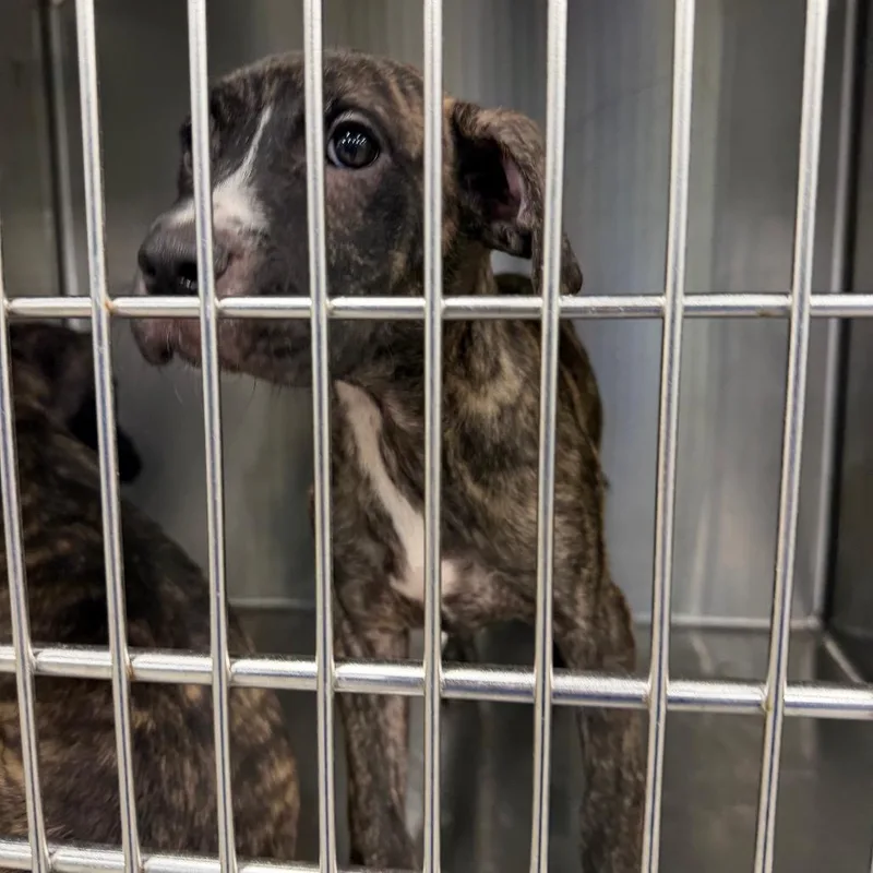 Summer Showers thumbnail 2