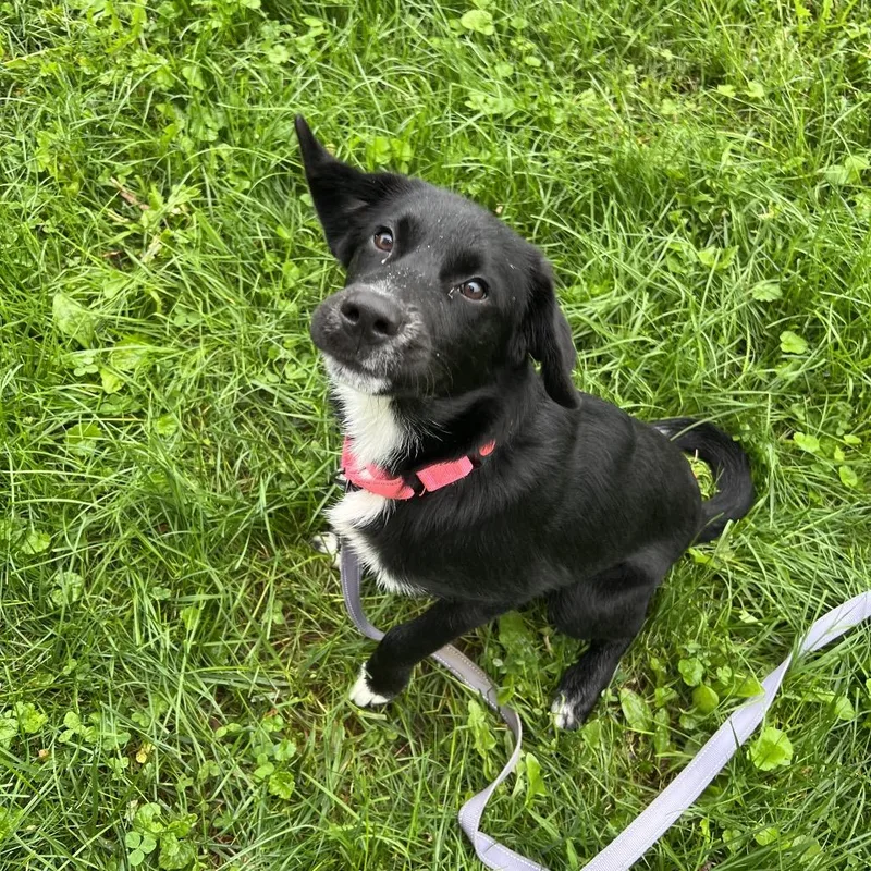 A young medium-sized female Black Labrador Retriever dog named Abby Cadaby for adoption in Newark, DE