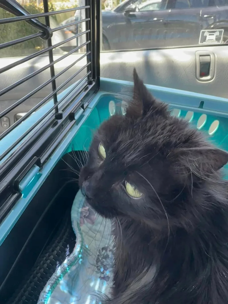 Victor Hugo In Memorial thumbnail 2