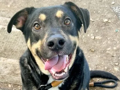 An adult extra large-sized male Bicolor Mixed Breed dog named Seymore for adoption in Georgetown, TX