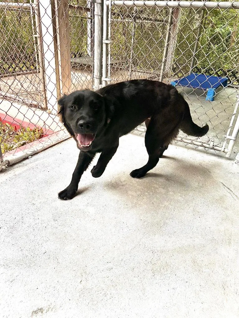 A young medium-sized male Flat-Coated Retriever dog named Blue for adoption in Sidney, NY