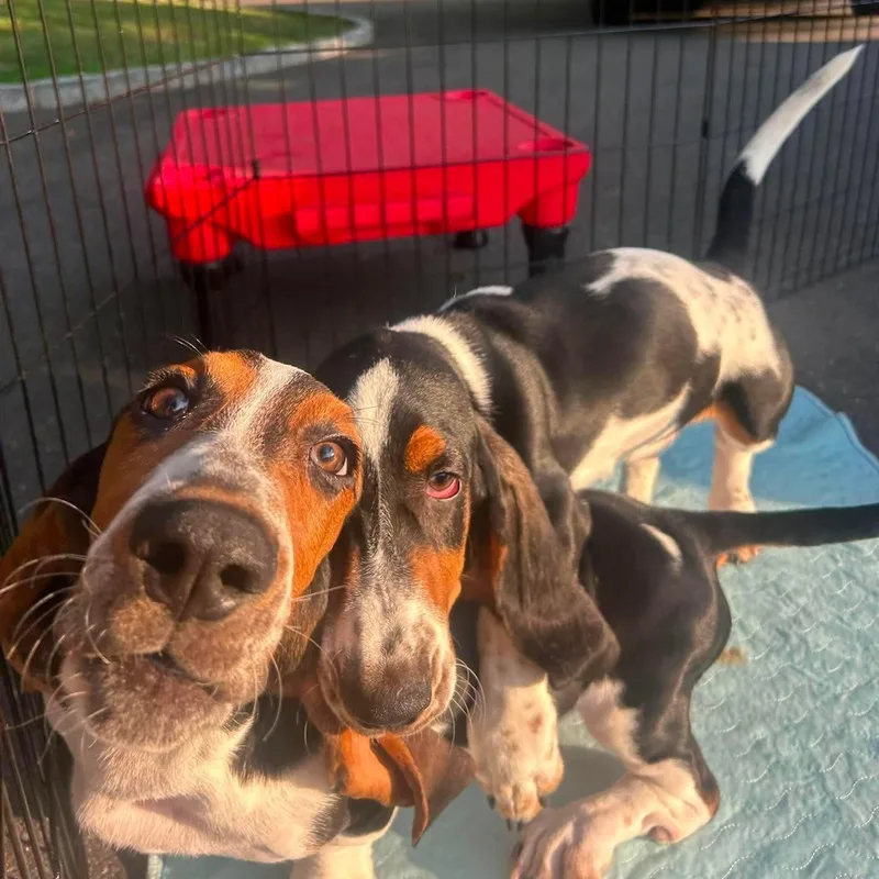 A baby medium-sized male Tricolor (Brown, Black, & White) Basset Hound dog named Wampus for adoption in Stamford, CT