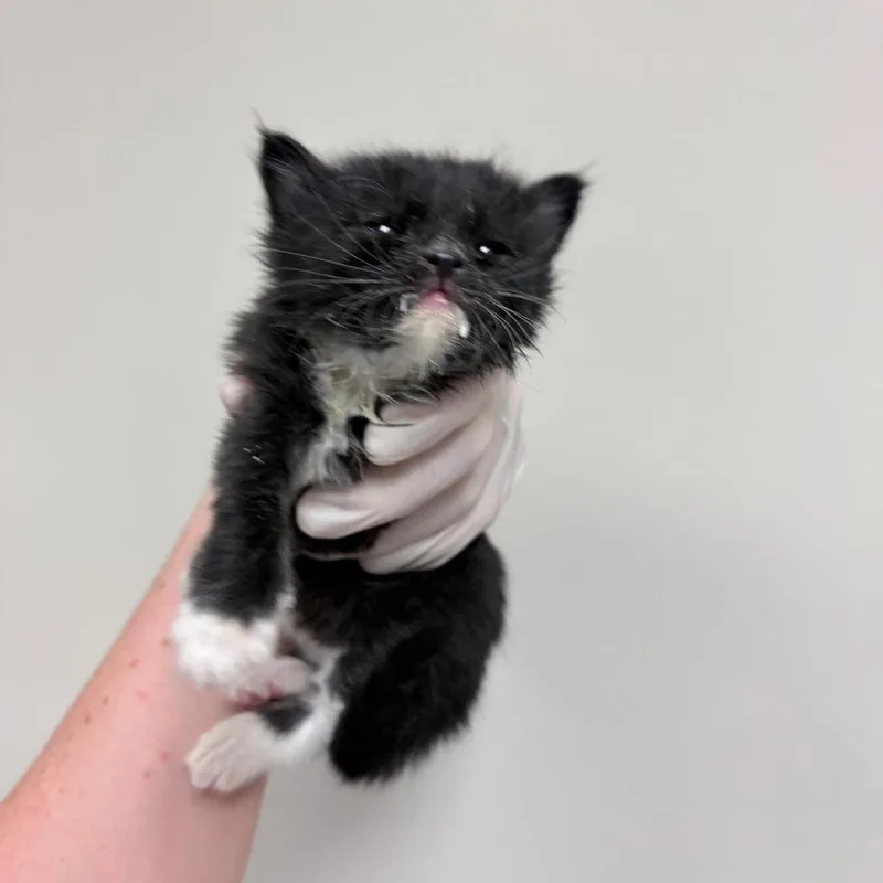 A baby small-sized female Domestic Medium Hair cat named Izira for adoption in Reno, NV