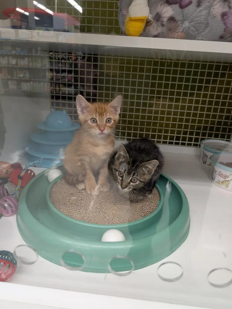 A baby medium-sized male Domestic Short Hair cat named Soju for adoption in San Antonio, TX