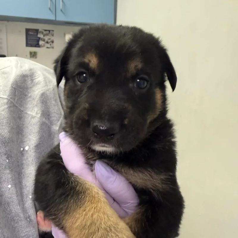 A baby small-sized male Black Mixed Breed dog named Yowie Yahoo for adoption in Charleston, WV