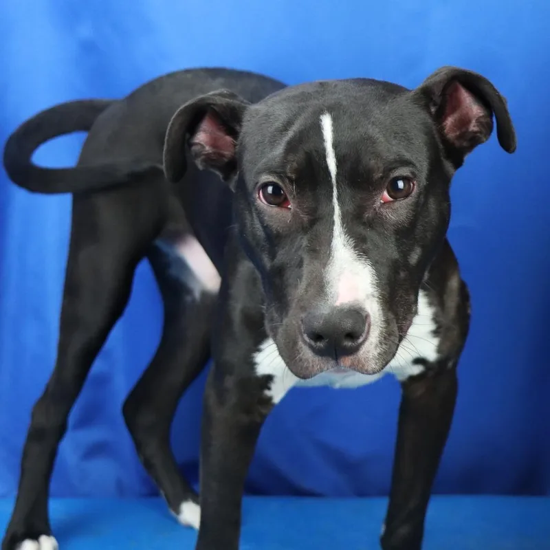 A young small-sized male Black Labrador Retriever dog named Batman  U for adoption in Tupelo, MS