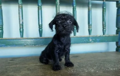 A baby small-sized female Chihuahua dog named Squash for adoption in San Antonio, TX