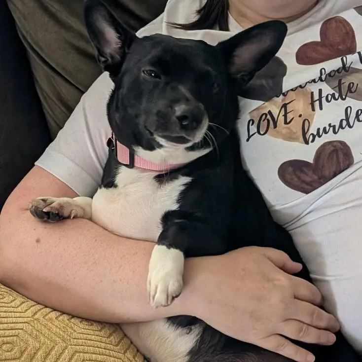 An adult medium-sized female Black Mixed Breed dog named Lila for adoption in Normal, IL