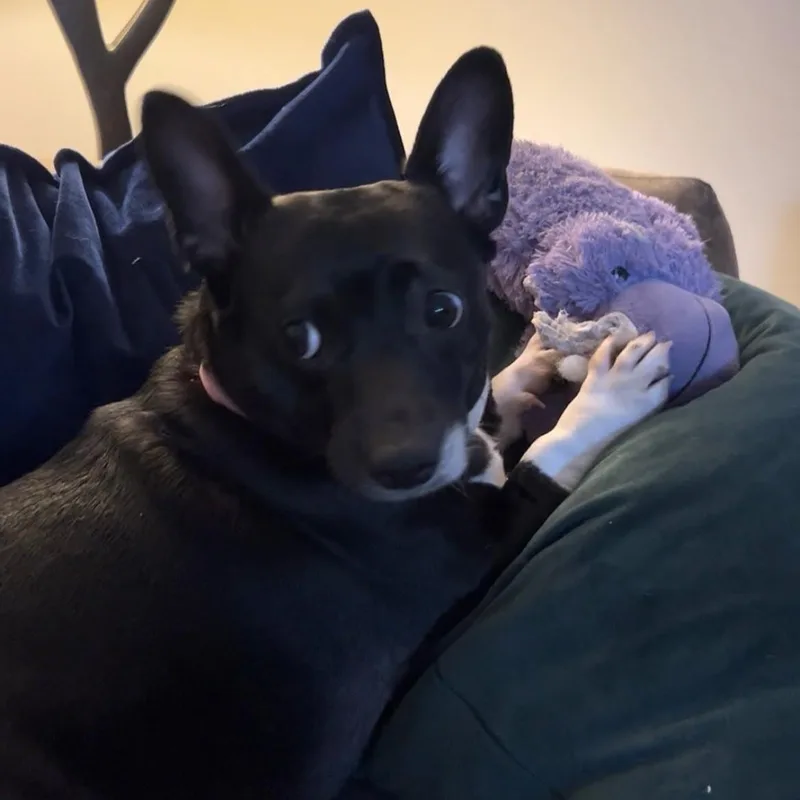 Lila thumbnail 6