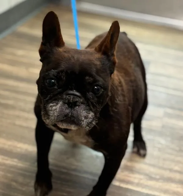 An adult medium-sized female French Bulldog dog named Chloe for adoption in Escondido, CA