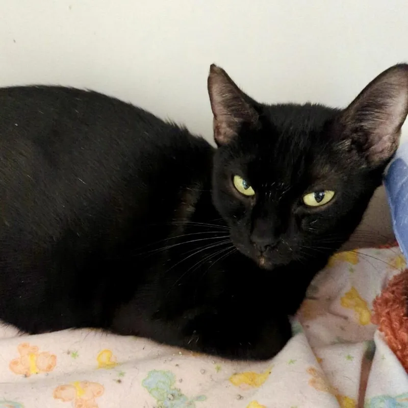 A young small-sized female Black Domestic Short Hair cat named Candy for adoption in Denison, TX