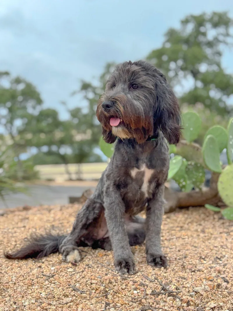 An adult medium-sized female Terrier dog named Piper for adoption in Helotes, TX