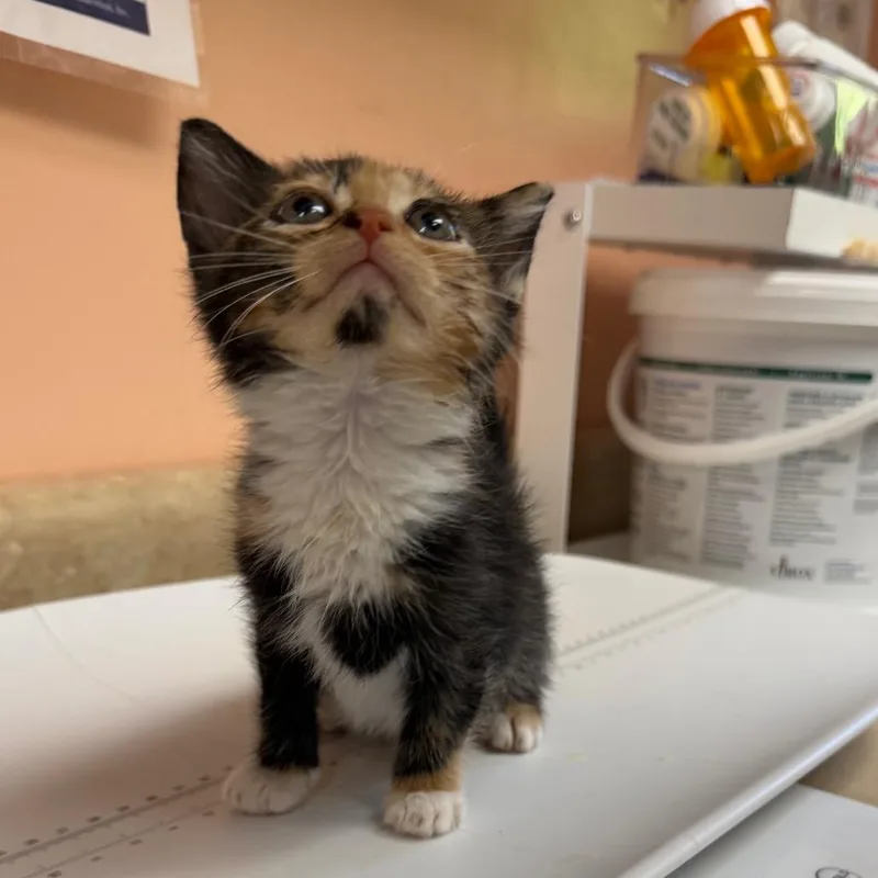 A baby small-sized female Calico Domestic Short Hair cat named S'more for adoption in Hamilton, GA