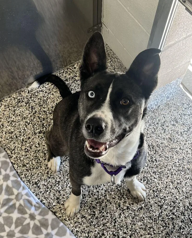 A young medium-sized female Black Mixed Breed dog named Mamas for adoption in Jackson, MI