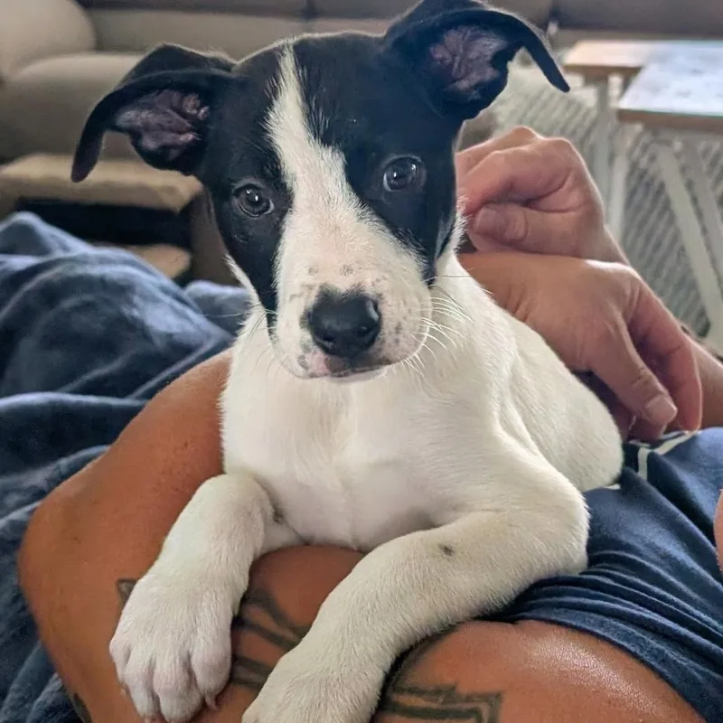 A baby medium-sized female Black American Staffordshire Terrier dog named Pickles for adoption in Colonial Heights, VA