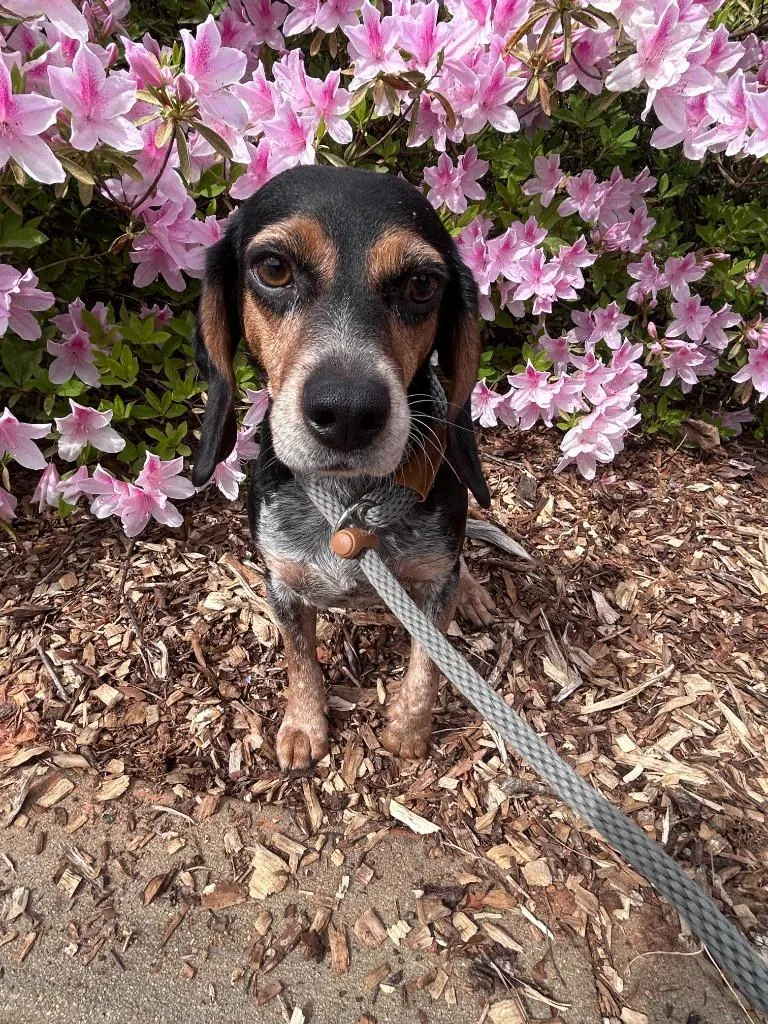 A young medium-sized male Beagle dog named Snoopy for adoption in Madison, GA