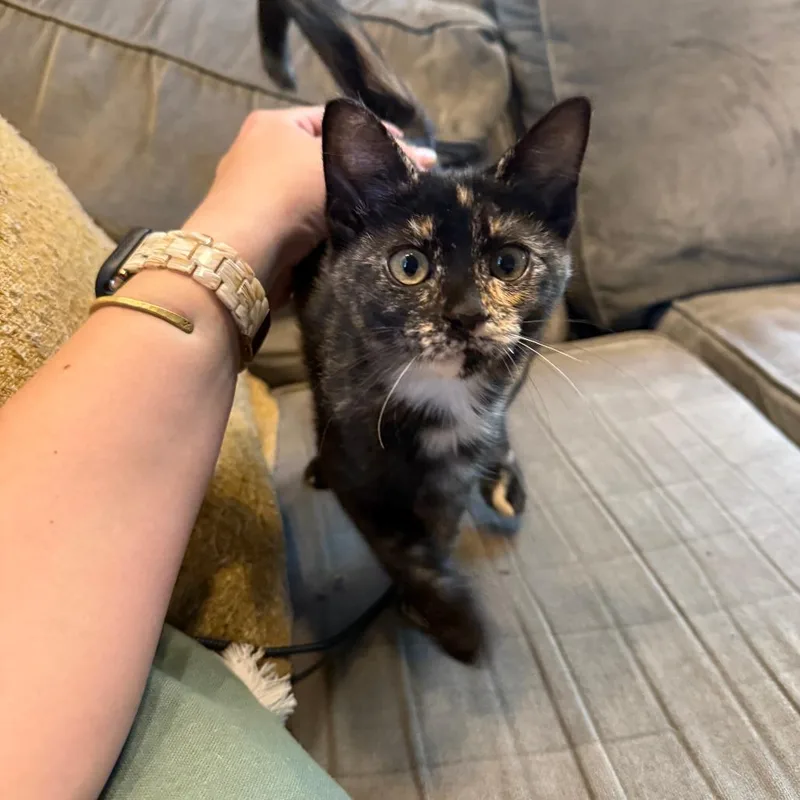 A baby small-sized female Tortoiseshell Domestic Short Hair cat named Turtle for adoption in PITTSBURGH, PA