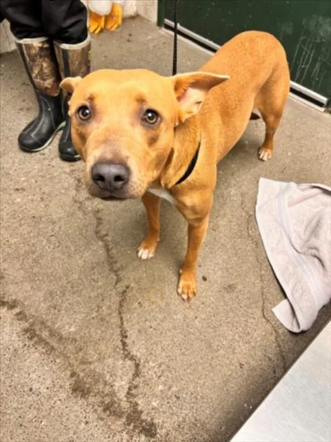 A young large-sized female Pit Bull Terrier dog named Buttercup for adoption in Woodland, CA