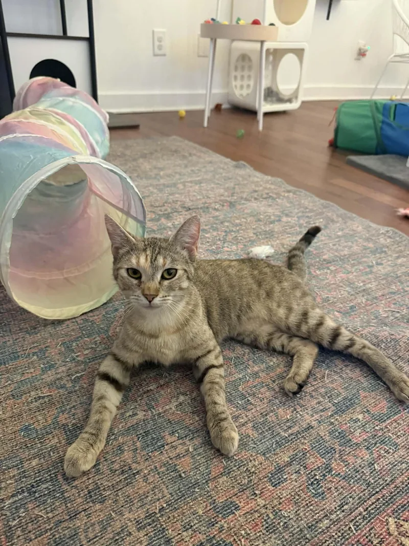 A young medium-sized female Tabby (Buff / Tan / Fawn) Domestic Short Hair cat named Pochola for adoption in Aberdeen, NC