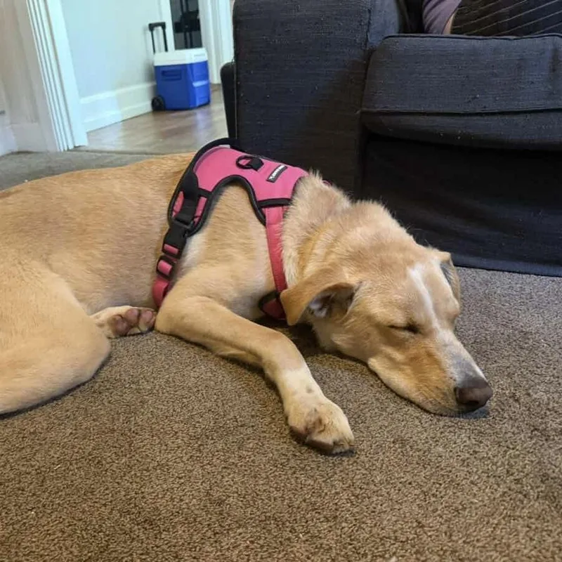A young large-sized male White / Cream Labrador Retriever dog named Keegan for adoption in Columbia, SC