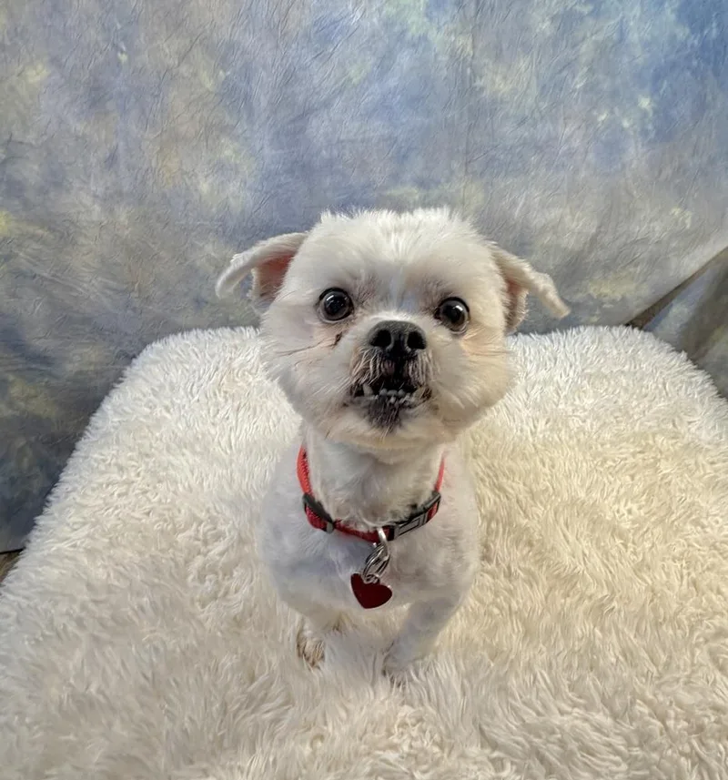 An adult small-sized male White / Cream Maltese dog named Cremini for adoption in Richmond, TX