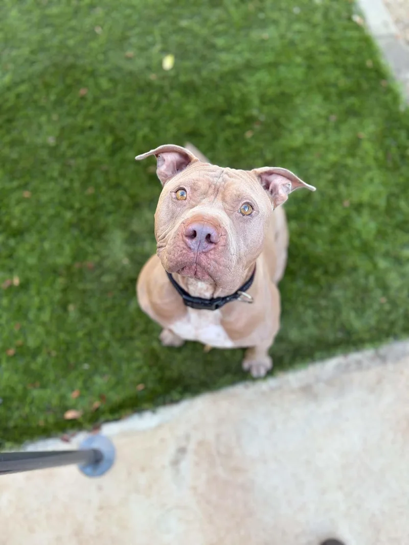 An adult medium-sized male American Staffordshire Terrier dog named Rocky for adoption in San Diego, CA