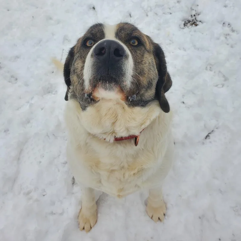 An adult large-sized male Brindle Akita dog named Arctic for adoption in Springfield, MO