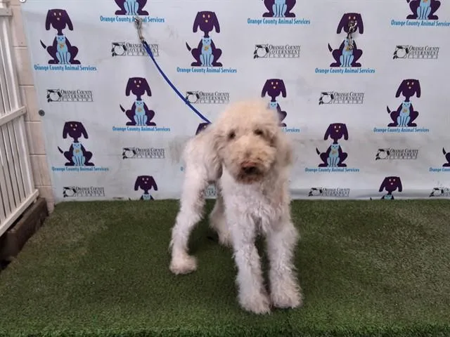 An adult large-sized male Poodle dog named Chance for adoption in Orlando, FL