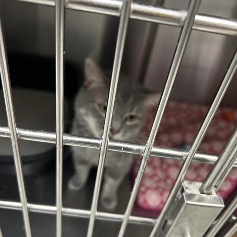 An adult small-sized male Gray / Blue / Silver Domestic Short Hair cat named Smokey for adoption in Hannibal, MO