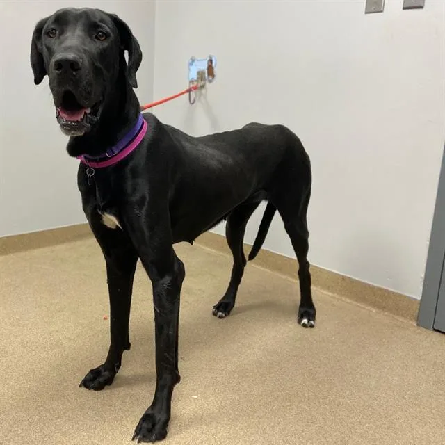 An adult extra large-sized female Great Dane dog named Nina for adoption in Aurora, CO