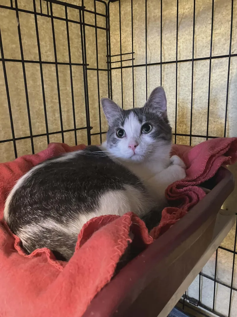 A baby large-sized male Black & White / Tuxedo Domestic Short Hair cat named Duncan for adoption in Gladwin, MI