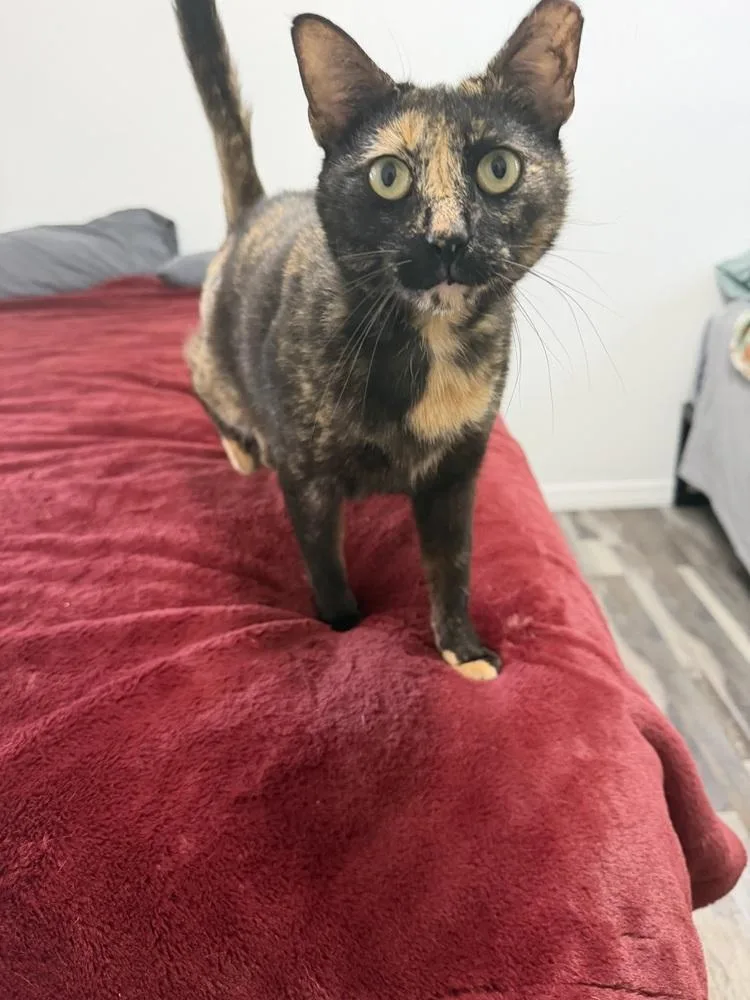 Cosita