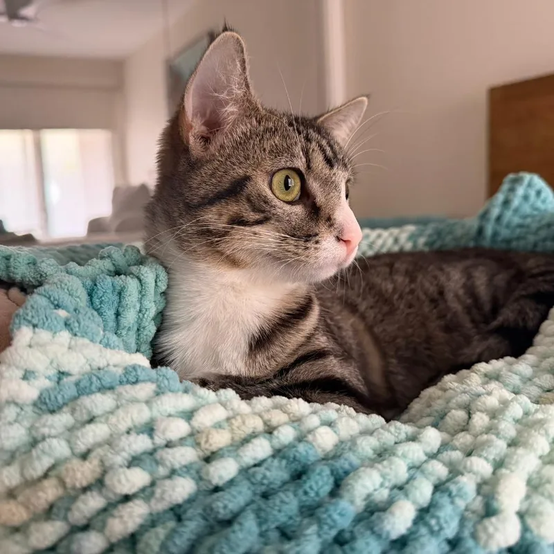A young medium-sized female Brown / Chocolate Domestic Short Hair cat named Tulip for adoption in Long Beach, CA