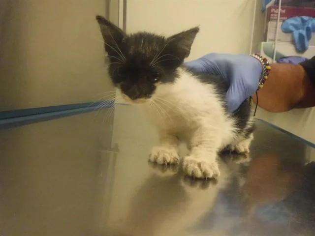 A baby small-sized female Domestic Short Hair cat named Marie for adoption in Miami, FL