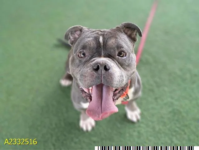 An adult medium-sized male Mixed Breed dog named Dilbert for adoption in West Palm Beach, FL
