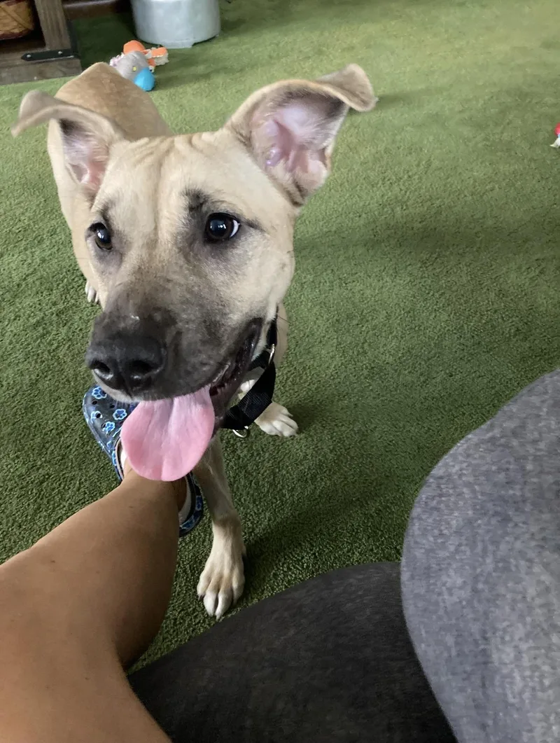 An adult medium-sized female German Shepherd Dog dog named Rosemary for adoption in Voorhees, NJ