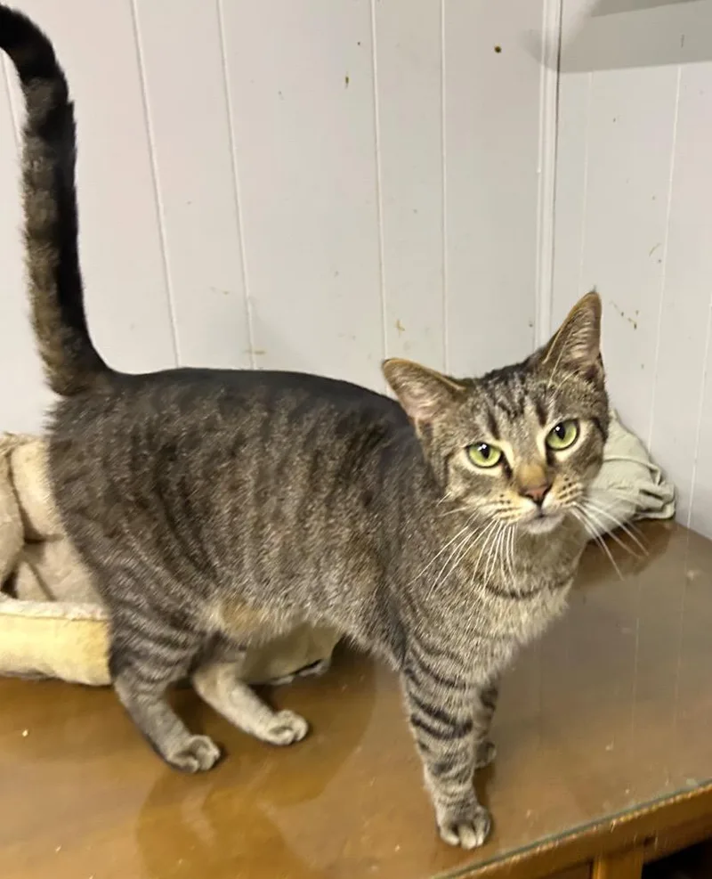 Huckle Berry thumbnail 4