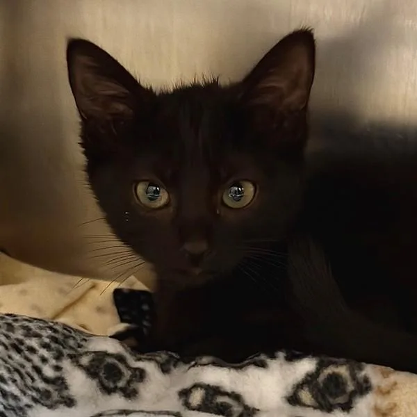 A baby small-sized female Domestic Short Hair cat named Amara for adoption in Walnut Creek, CA